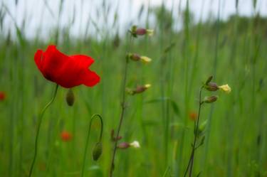 Original Impressionism Nature Photography by Ekrem Özlü