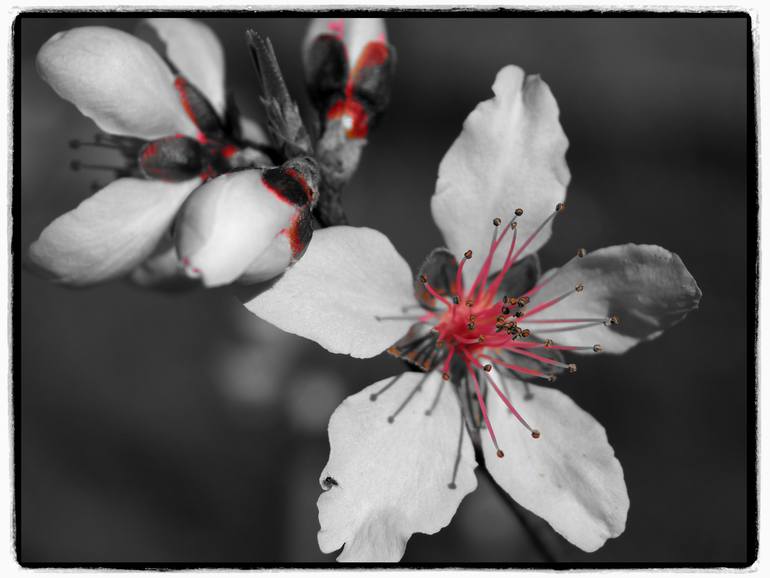 Original Abstract Photography by Keith Johnson | Abstract Art on Paper | Peach Tree Buds and Flower-P1012731