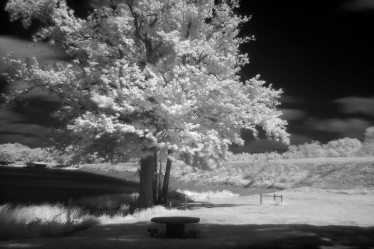 Original Landscape Photography by Keith Johnson | Abstract Art on Paper | Tree By The Lake-7166