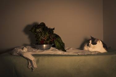 Original Still Life Photography by Sabrina Stea