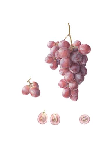 Grape, botanical illustration, watercolor on 100% cotton thumb