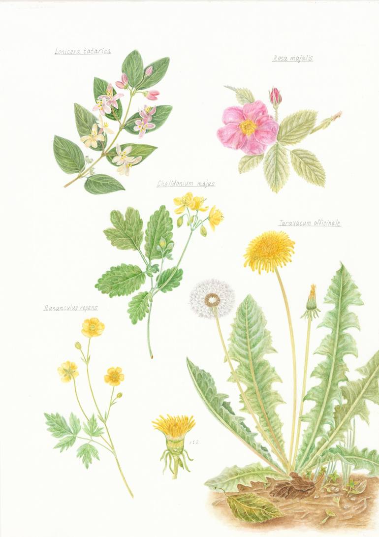 Original Floral Painting by Olga Akimtseva  Illustration Art on Paper  Spring plants original watercolor botanical illustration
