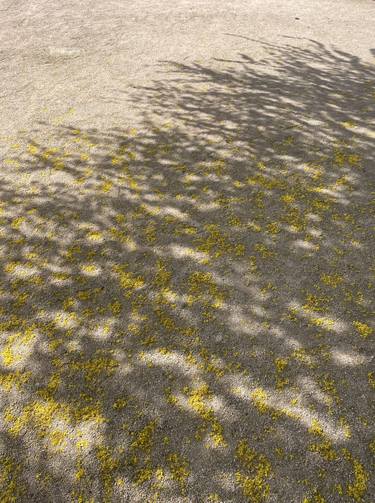 Paloverde Flowers on Sand in Shadows thumb