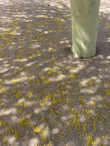 Paloverde Trunk Meets the Earth in Yellow Petals thumb