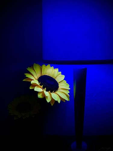 Blue Sunflower thumb