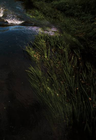 Original Abstract Nature Photography by Gabriela Sanzh
