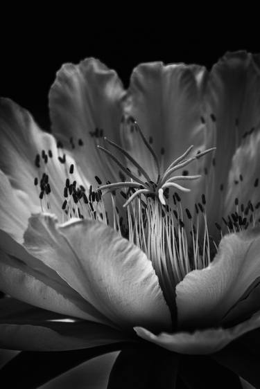 Original Black & White Botanic Photography by Gabriela Sánchez