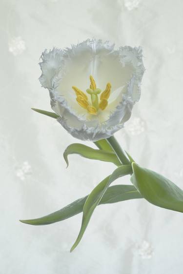 Tulip no.1 thumb