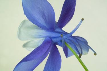 Original Floral Photography by Hans Rabén