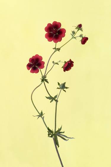 Original Floral Photography by Hans Rabén