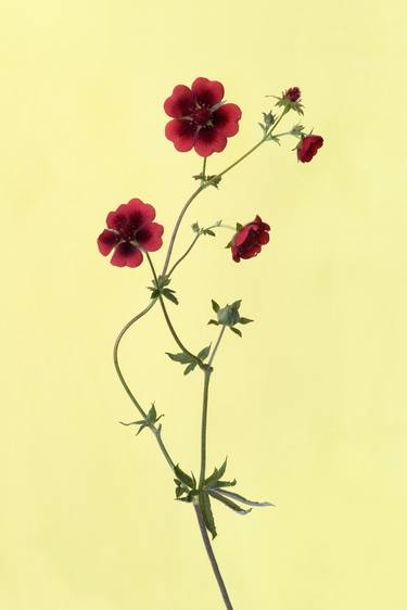 Potentilla thumb