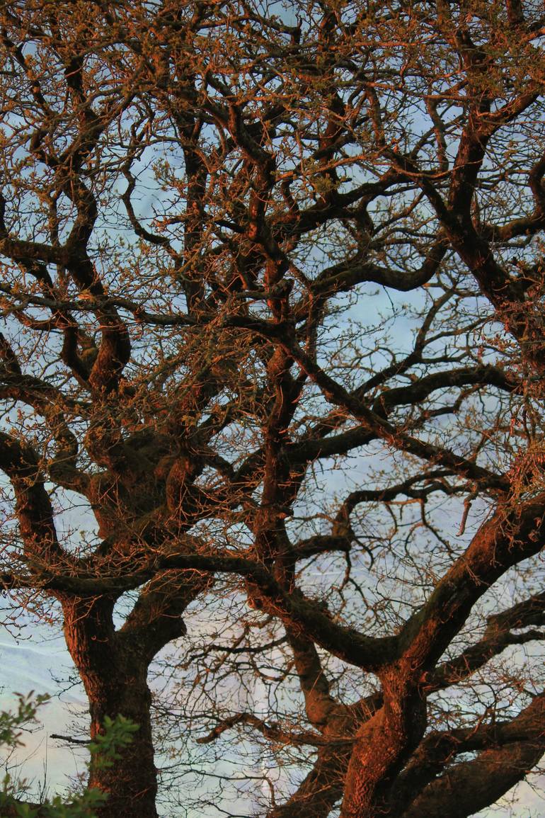 Original Abstract Nature Photography by Dominique Comolet