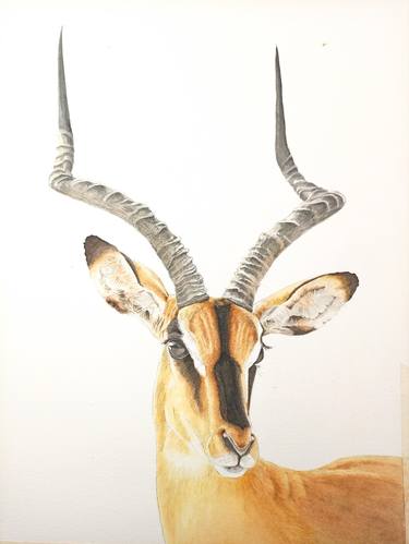 Original Animal Painting by Abi Naude