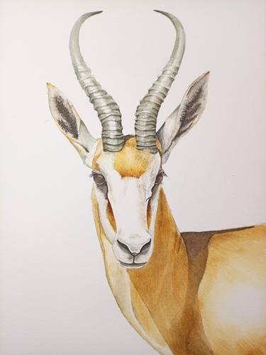 Original Animal Painting by Abi Naude