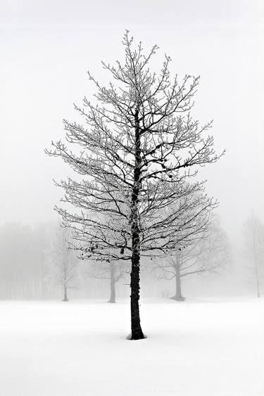 Solitude Tree thumb