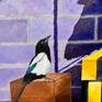Magpie and shadow detail