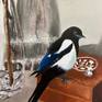 Magpie detail