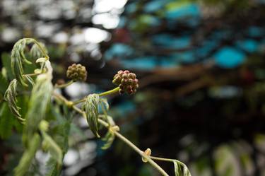 Bud thumb