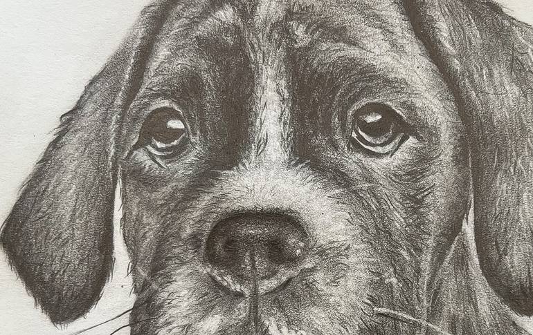 Original Realism Animal Drawing by Mahroo Bagheri
