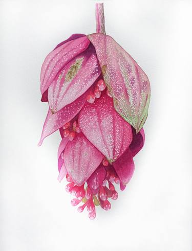 Original Illustration Botanic Paintings by Natalia Buhaienko