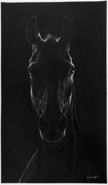 Print of Horse Drawings by Carmia Vorster