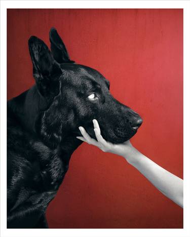 Original Dogs Photography by Bettina Dupont