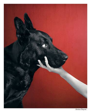 Original Conceptual Dogs Photography by Bettina Dupont
