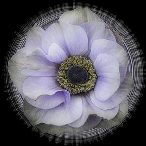 Collection Anemone Series