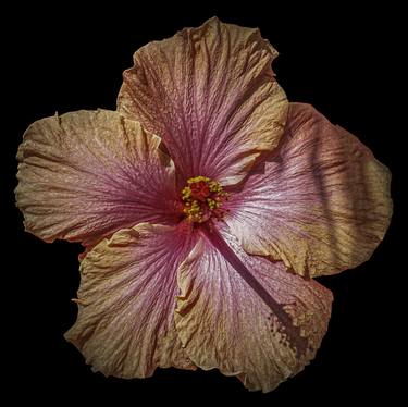 Original Modern Floral Digital by Sandra Pipken