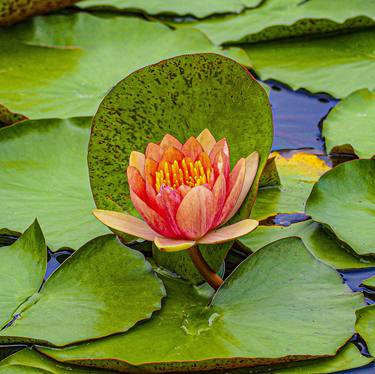 Meditating Lotus thumb