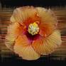 Collection Hibiscus Series