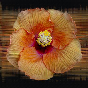 Original Modern Floral Photography by Sandra Pipken