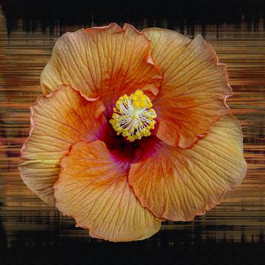 Original Floral Photography by Sandra Pipken