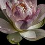 Collection Lotus / Waterlily Series