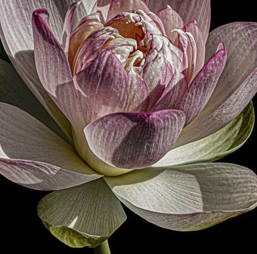 Original Contemporary Floral Photography by Sandra Pipken