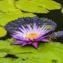 Collection Lotus / Waterlily Series