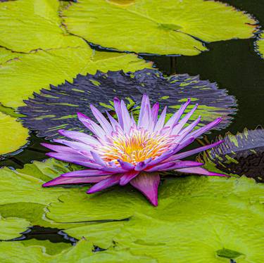 Resplendent Lily thumb