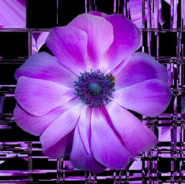 Original Floral Photography by Sandra Pipken