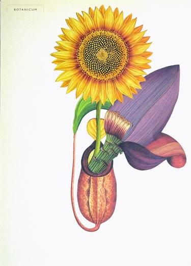 Print of Floral Collage by Paul Nitsche