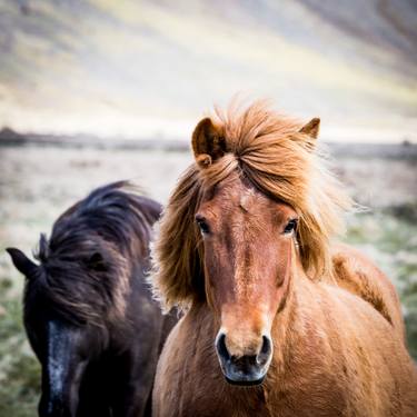 Icelandic pony 1 thumb