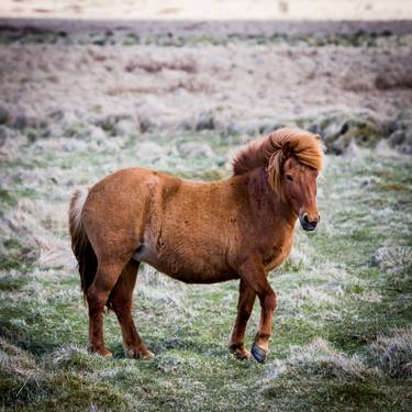 Icelandic pony 2 thumb