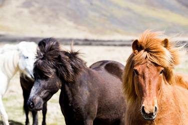 Icelandic pony 3 thumb