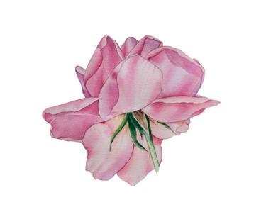 Pink rose thumb