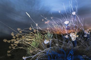 Original Art Nouveau Nature Photography by Julián García-Viso