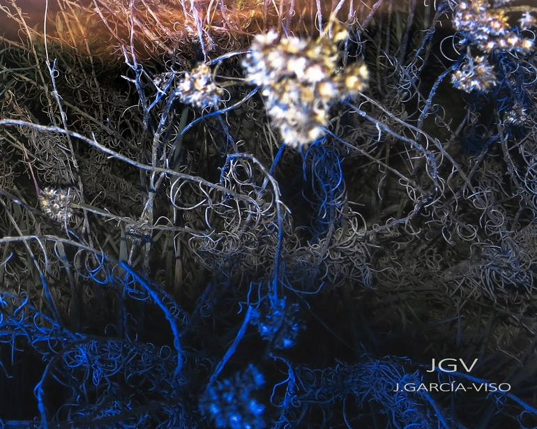 Original Art Nouveau Nature Photography by Julián García-Viso