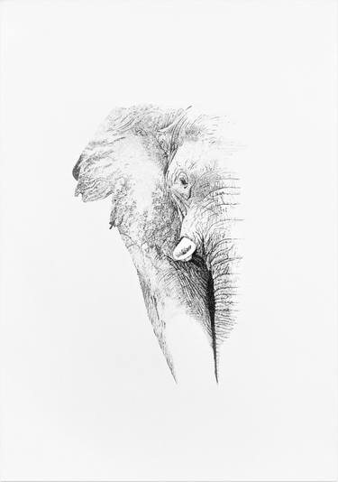 Original Figurative Animal Drawings by Iuliana Iavorschi