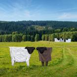 Collection Fair Director's Preview - The Other Art Fair Brooklyn, Spring 2024.