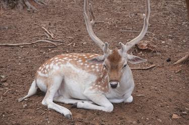 Print of Animal Photography by Robert Harutyunyan