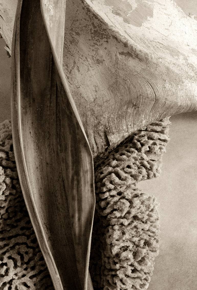 Original Conceptual Still Life Photography by Ann Stratton