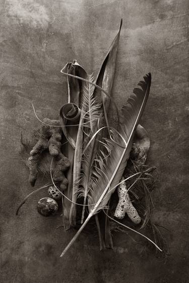 Original Fine Art Still Life Photography by Ann Stratton